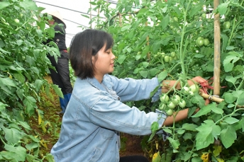 Vùng liên kết trồng rau an toàn giữa Công ty Sao Việt tại Mộc Châu